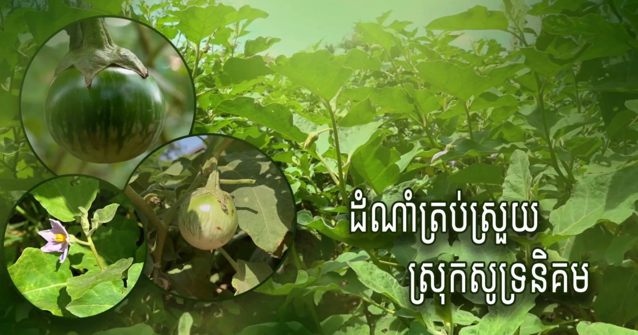 វីដេអូ ៖ កសិករឃុំកៀនសង្កែ បង្ហាញបច្ចេកទេសដាំ «ត្រប់ស្រួយ» ដែលជាដំណាំធន់នឹងអាកាសធាតុ អាចប្រមូលផលបានយូរ និងជួយទ្រទ្រង់ជីវភាពគ្រួសារឱ្យកាន់តែប្រសើរឡើង