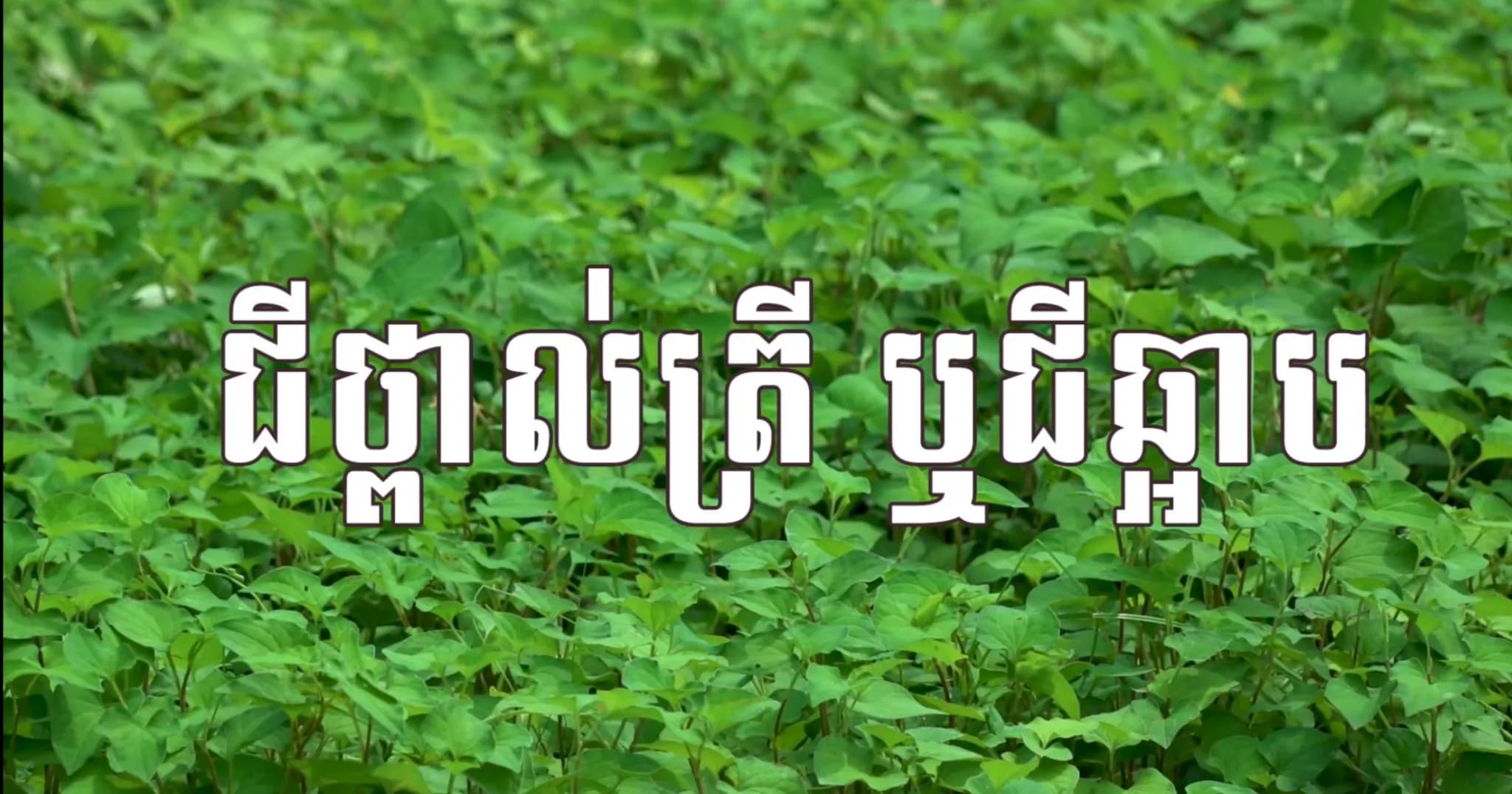 វីដេអូ៖ មុខរបរដាំជី«ថ្ពាល់ត្រី ឬជីឆ្អាប»របស់កសិករនៅសង្កាត់ក្របីរៀល ទទួលបានប្រាក់ចំណូលខ្ពស់ សម្រាប់ផ្គត់ផ្គង់ជីវភាពគ្រួសារ។ 